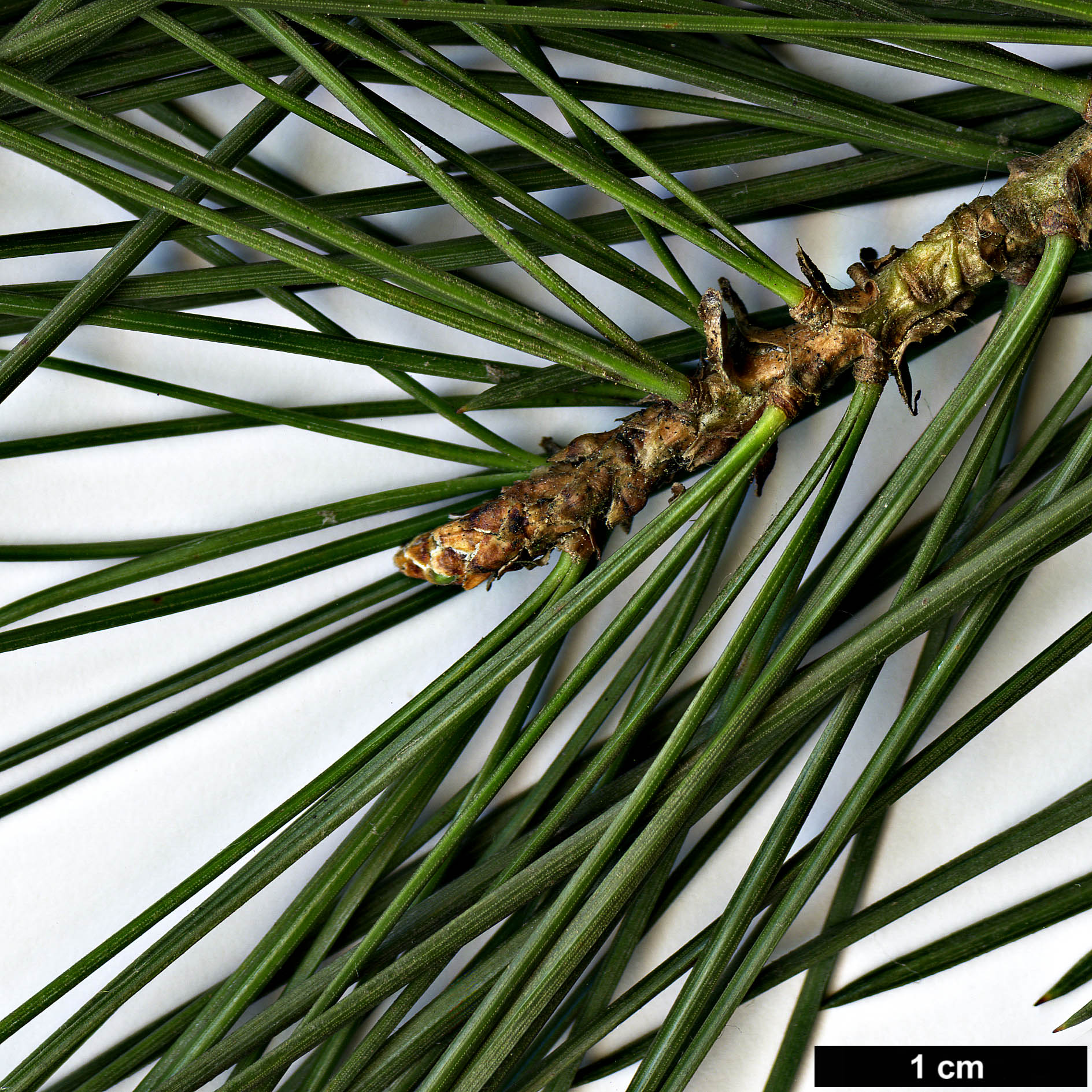 High resolution image: Family: Pinaceae - Genus: Pinus - Taxon: gerardiana 